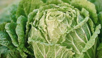 a head of cabbage with ruffled leaves