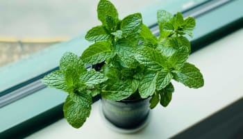 a plant in a pot