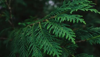 a close up of a green plant