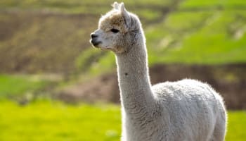 a white llama standing in a field