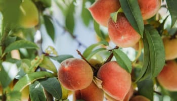 some peaches on a tree