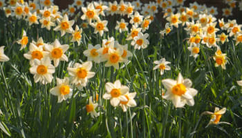 a field of white and yellow flowers
