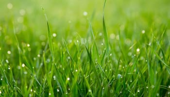 close up of grass with water droplets