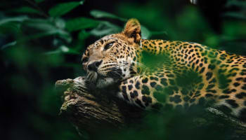 a leopard lying on a log