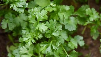 a close up of a plant