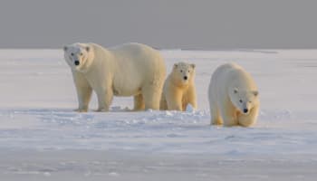 a group of polar bears in the snow