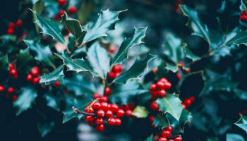 a close up of a plant with berries