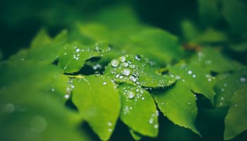 water droplets on a leaf