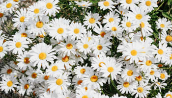 a group of white and yellow flowers