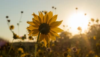 a sunflower in a field