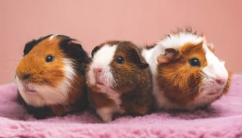 a group of guinea pigs on a pink blanket