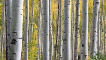 a group of white trees with yellow leaves