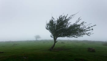 a tree in a field