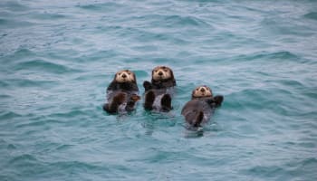 a group of otters floating in water