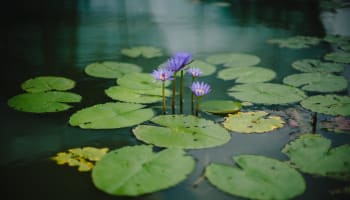 a group of purple flowers growing in water