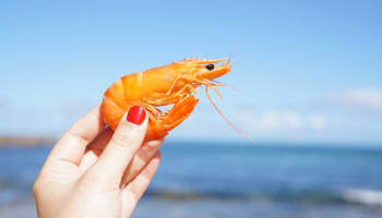 a hand holding a shrimp