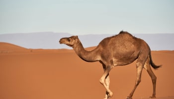 a camel walking in the desert