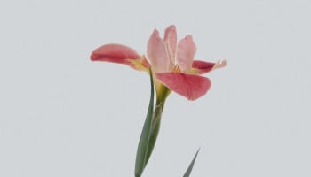 a pink flower with green stem
