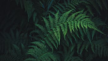 a close up of a fern plant