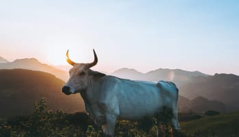 a cow standing in a field with mountains in the background