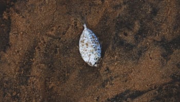 a white fish on the sand