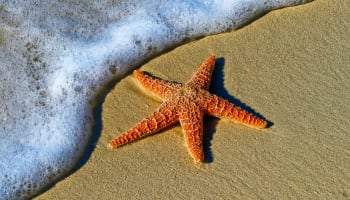 a starfish on the sand