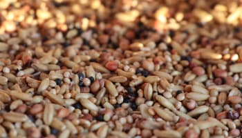 a pile of different grains