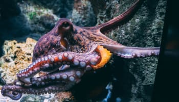 an octopus with tentacles in water