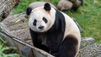 a panda sitting on a log