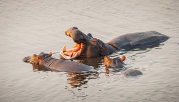 a group of hippos in water with its mouth open