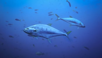 a group of fish swimming in the water