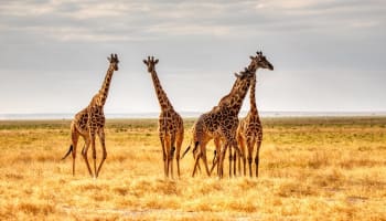 a group of giraffes in a field