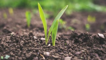 a close up of a plant