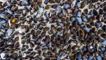 a group of mussels on the ground