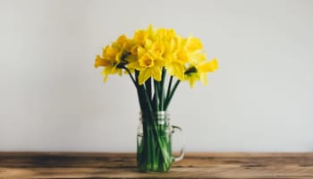 a yellow flowers in a glass jar