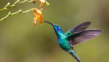 a hummingbird flying next to a flower