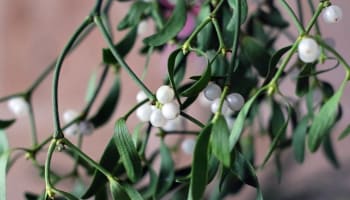 a plant with white berries