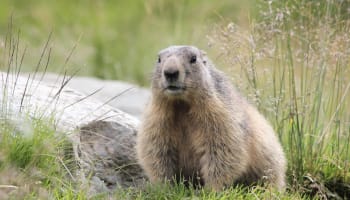 a groundhog sitting in grass