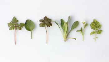 a row of leaves and flowers