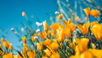 a close up of yellow flowers