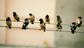a group of birds on a wire