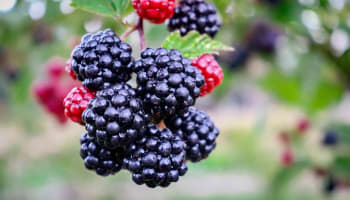 a group of blackberries and a red raspberry