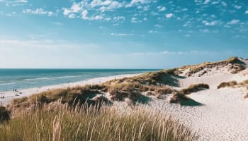a sandy beach with grass and water
