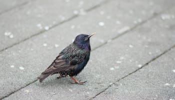 a bird standing on a pavement