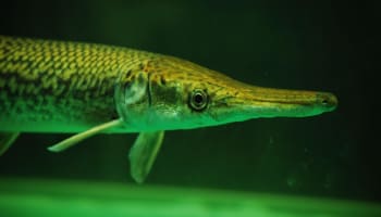 a fish swimming in water