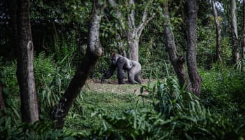 a gorilla walking in the woods