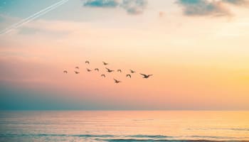 a flock of birds flying over water