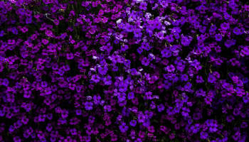 a group of purple flowers