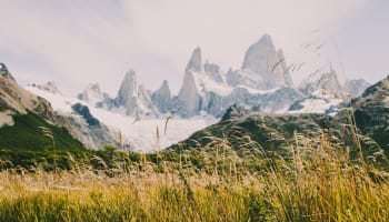 a tall grass and snow covered mountains