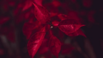 a close up of red leaves
